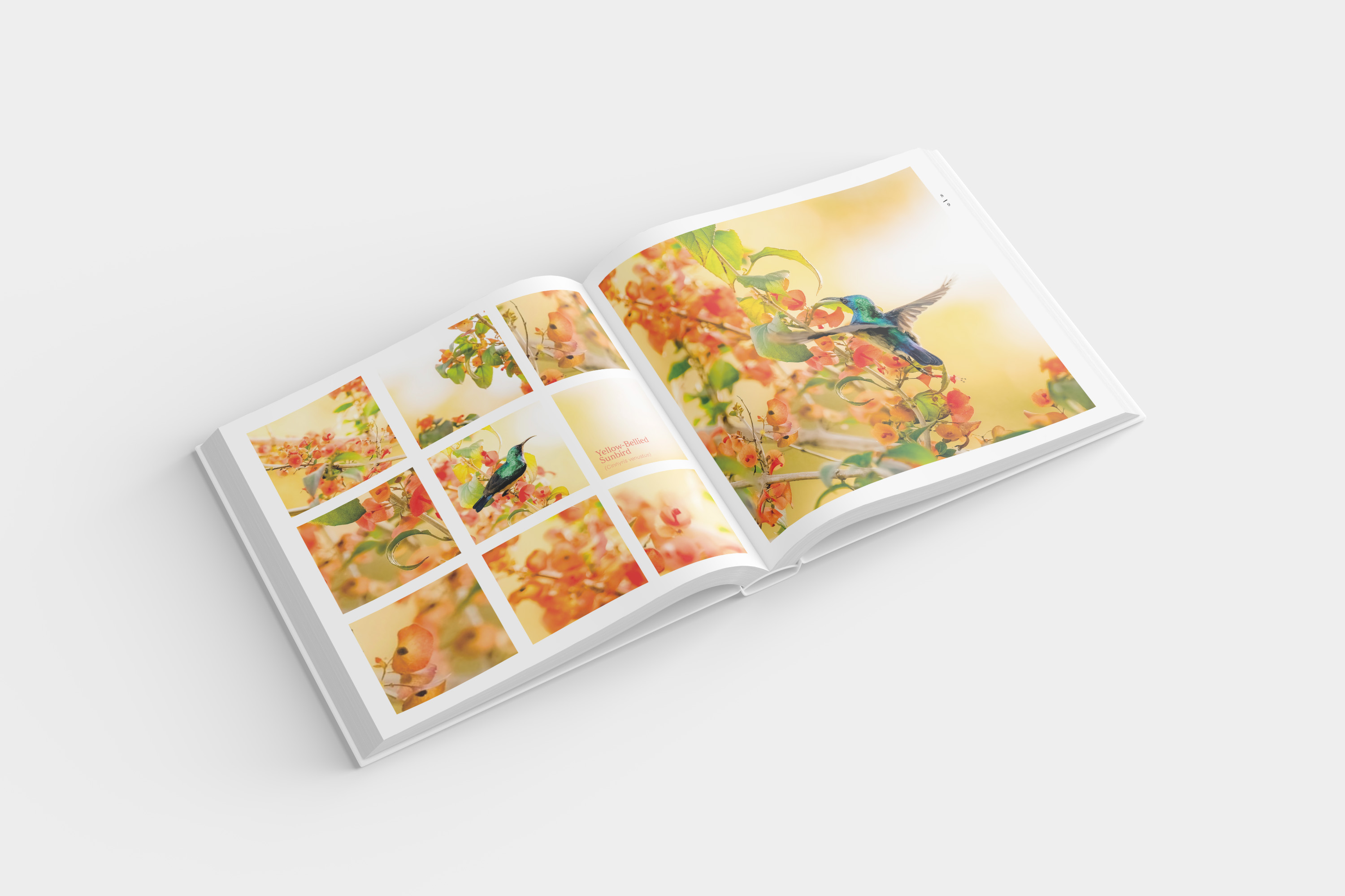 zambianfeathers_mockup_seite_1