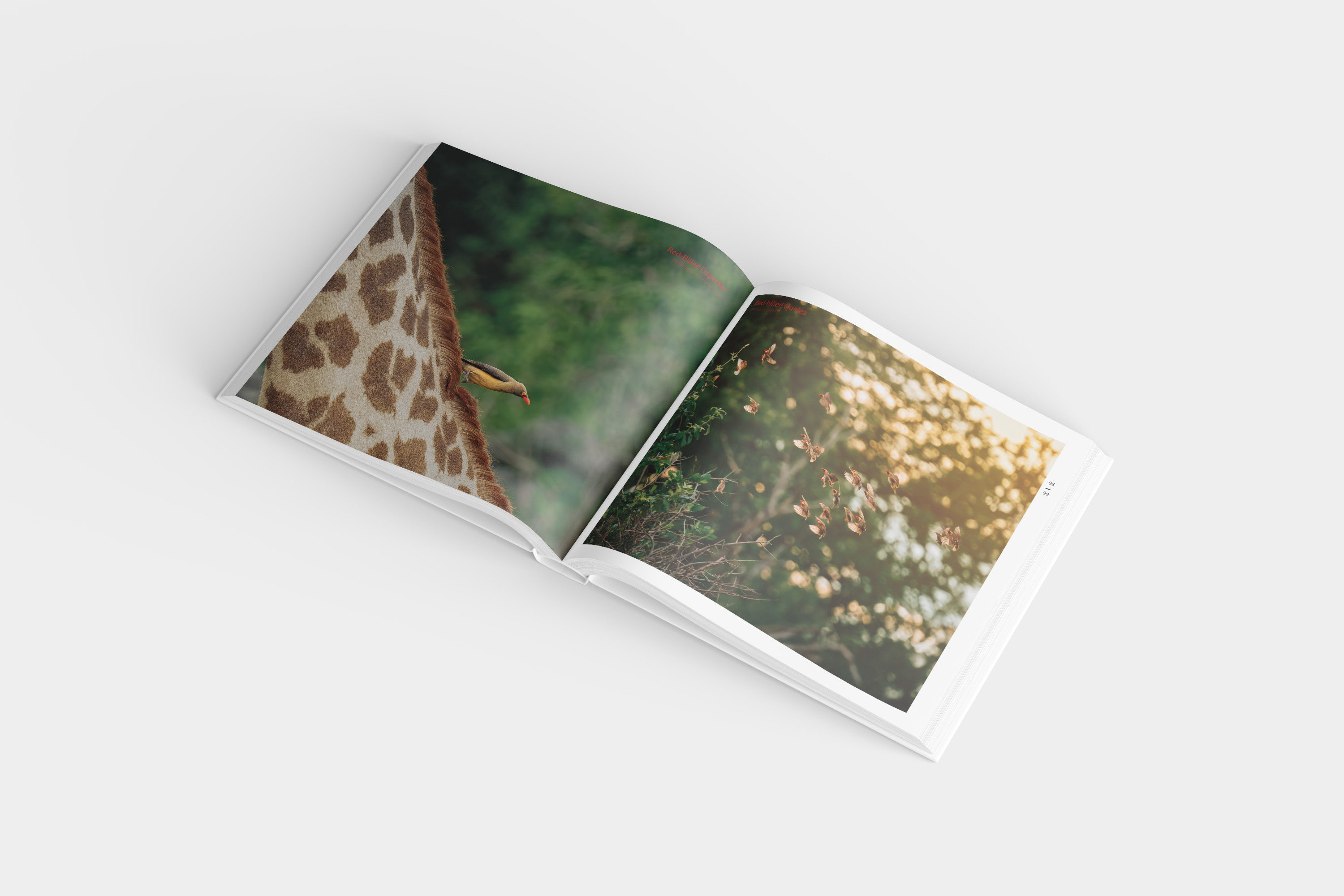 zambianfeathers_mockup_seite_3
