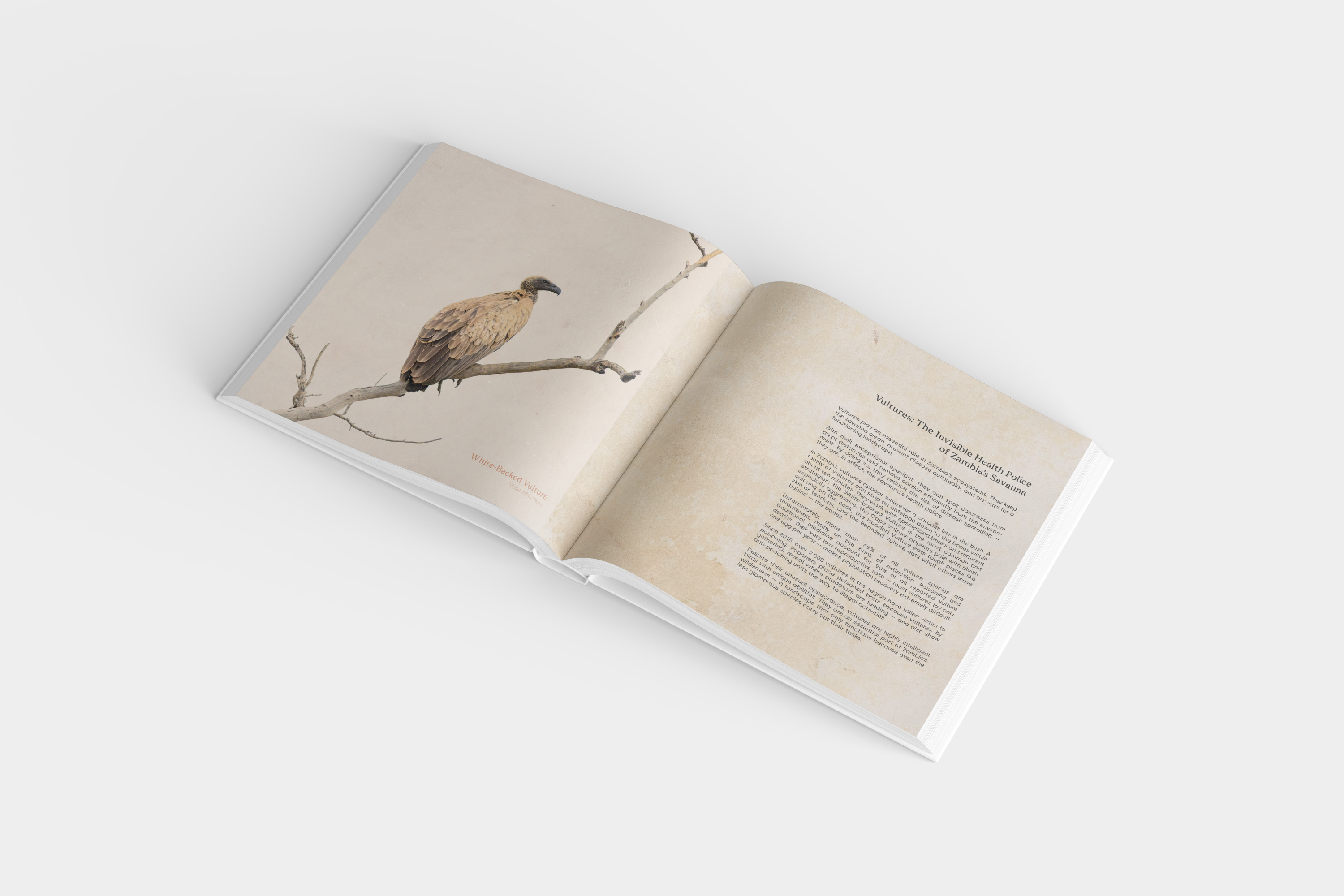 zambianfeathers_mockup_seite_4